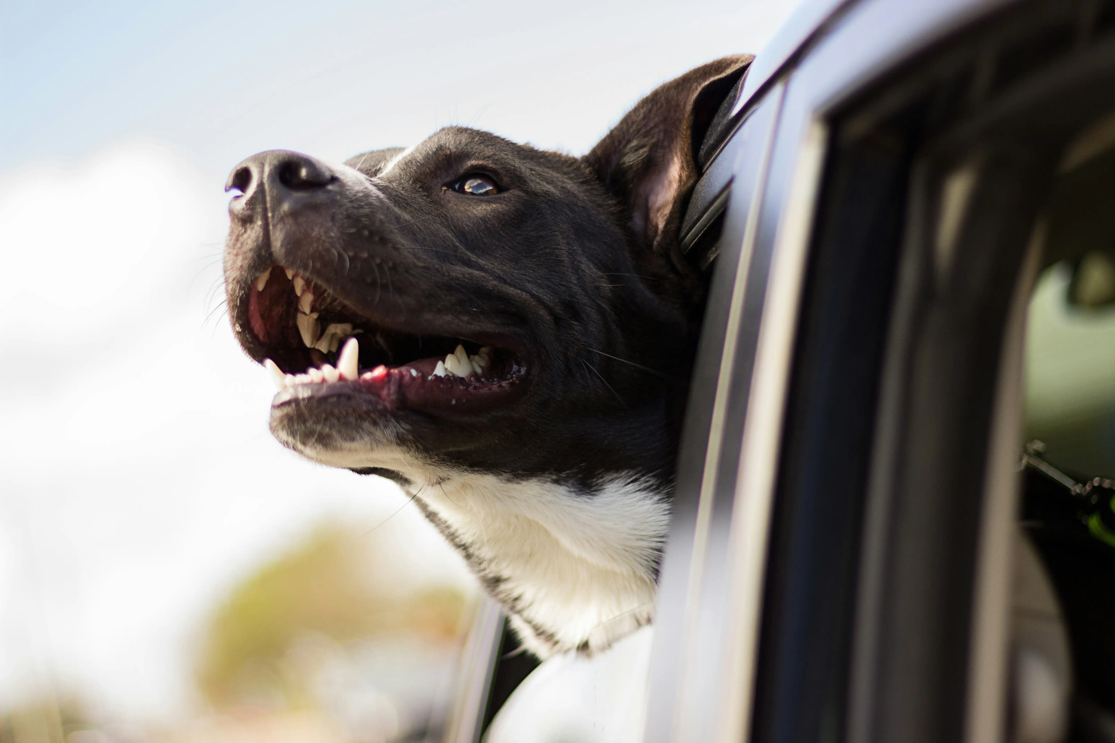 Dog looking up
