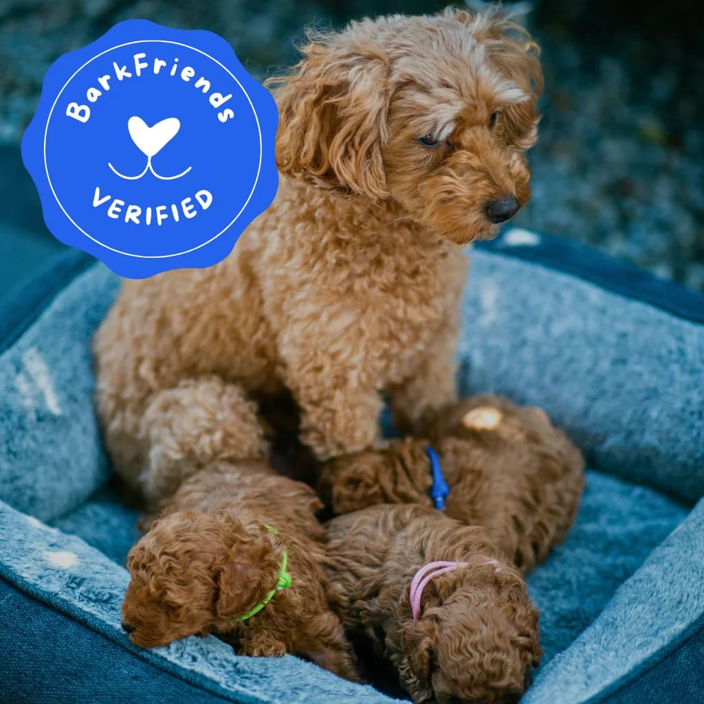 Litter of puppies