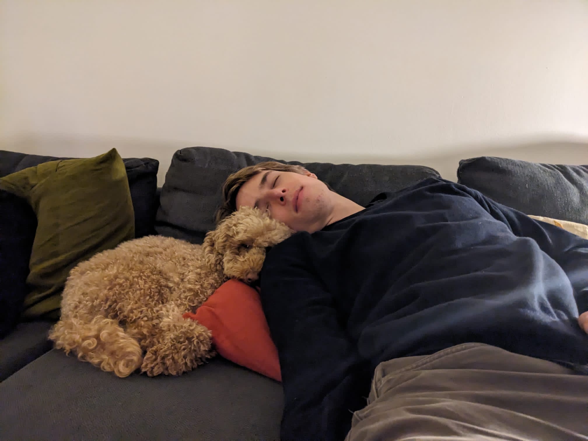 Person resting with a goldendoodle on a couch