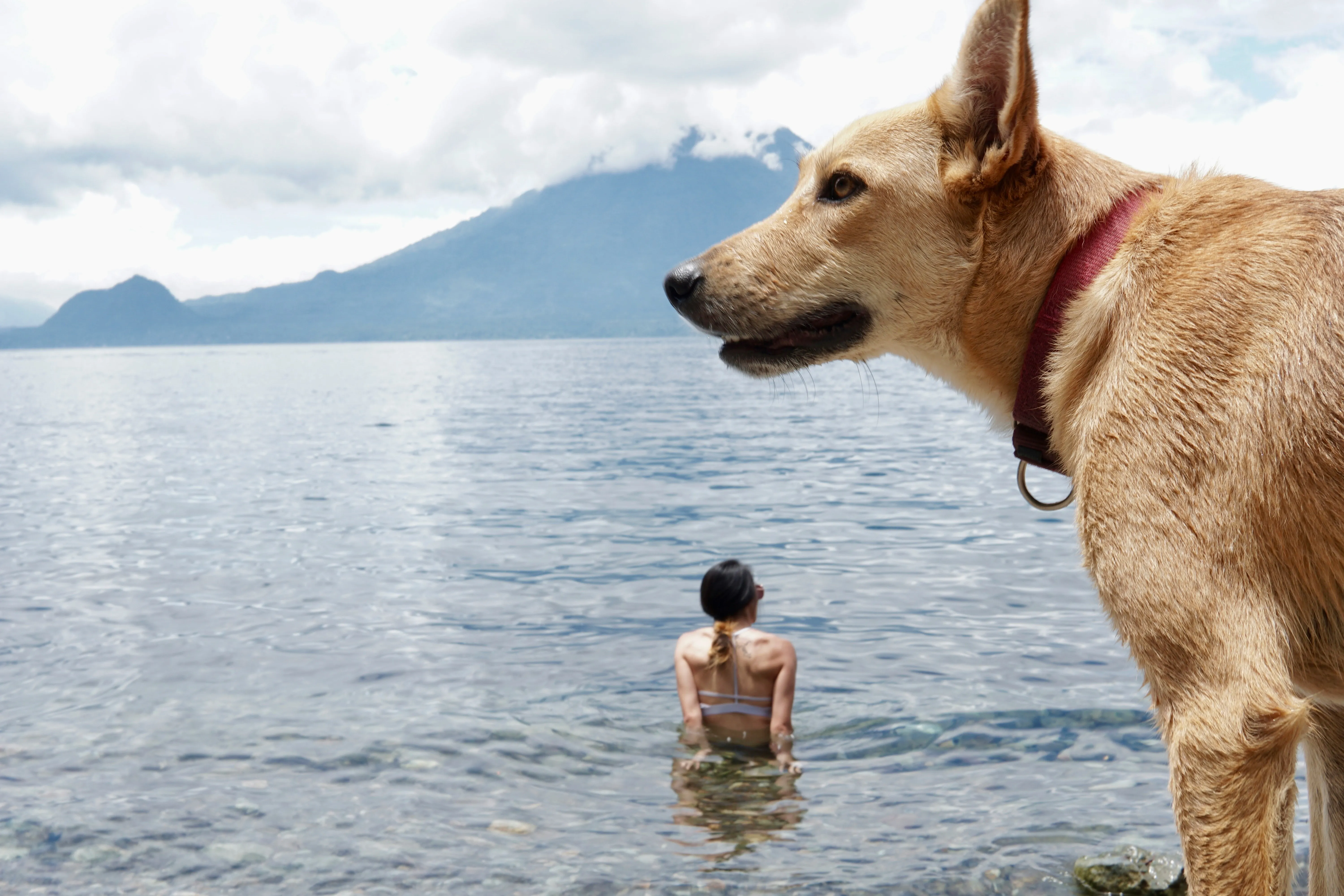 Dog looking at camera
