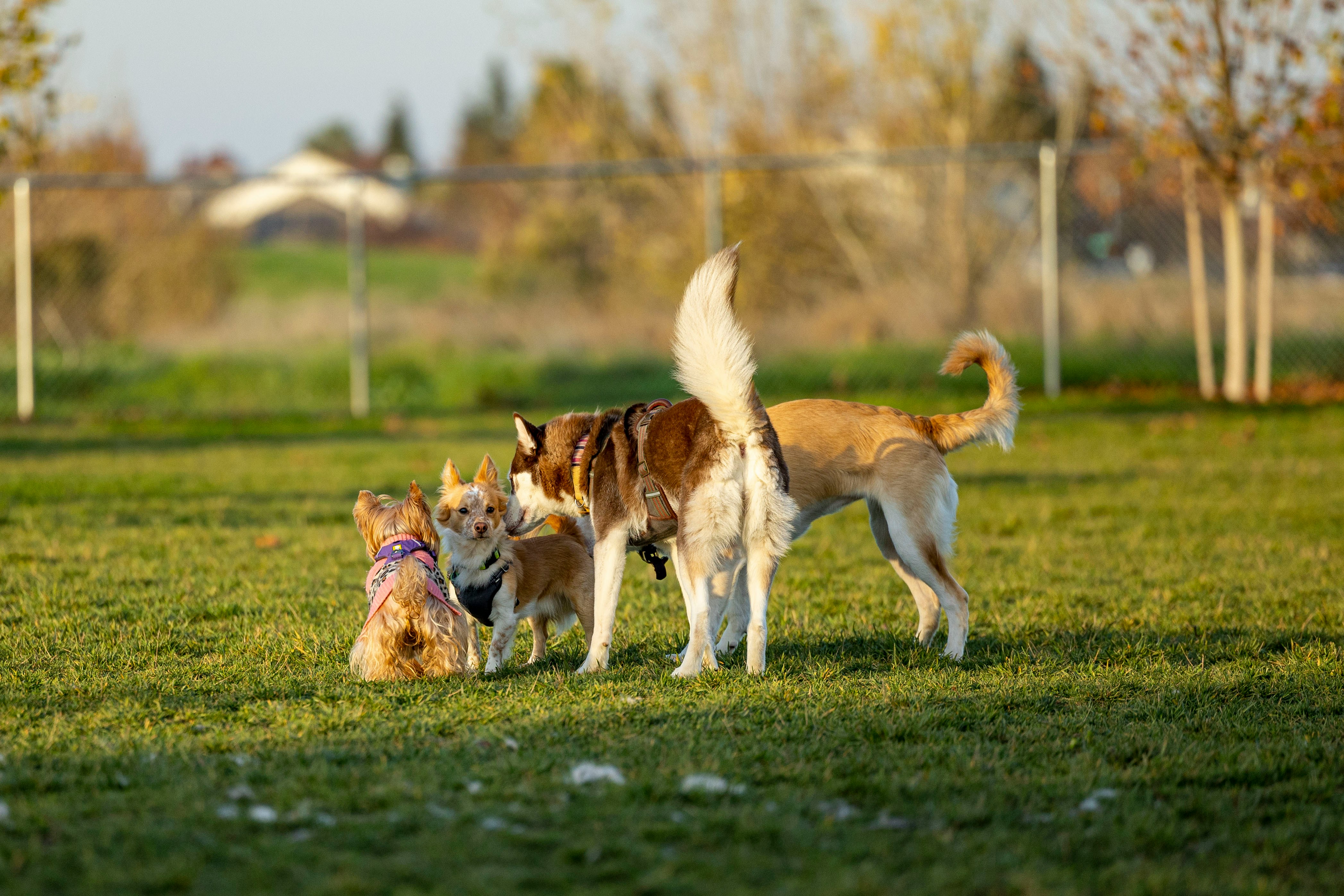 Interactive map of dog breeders