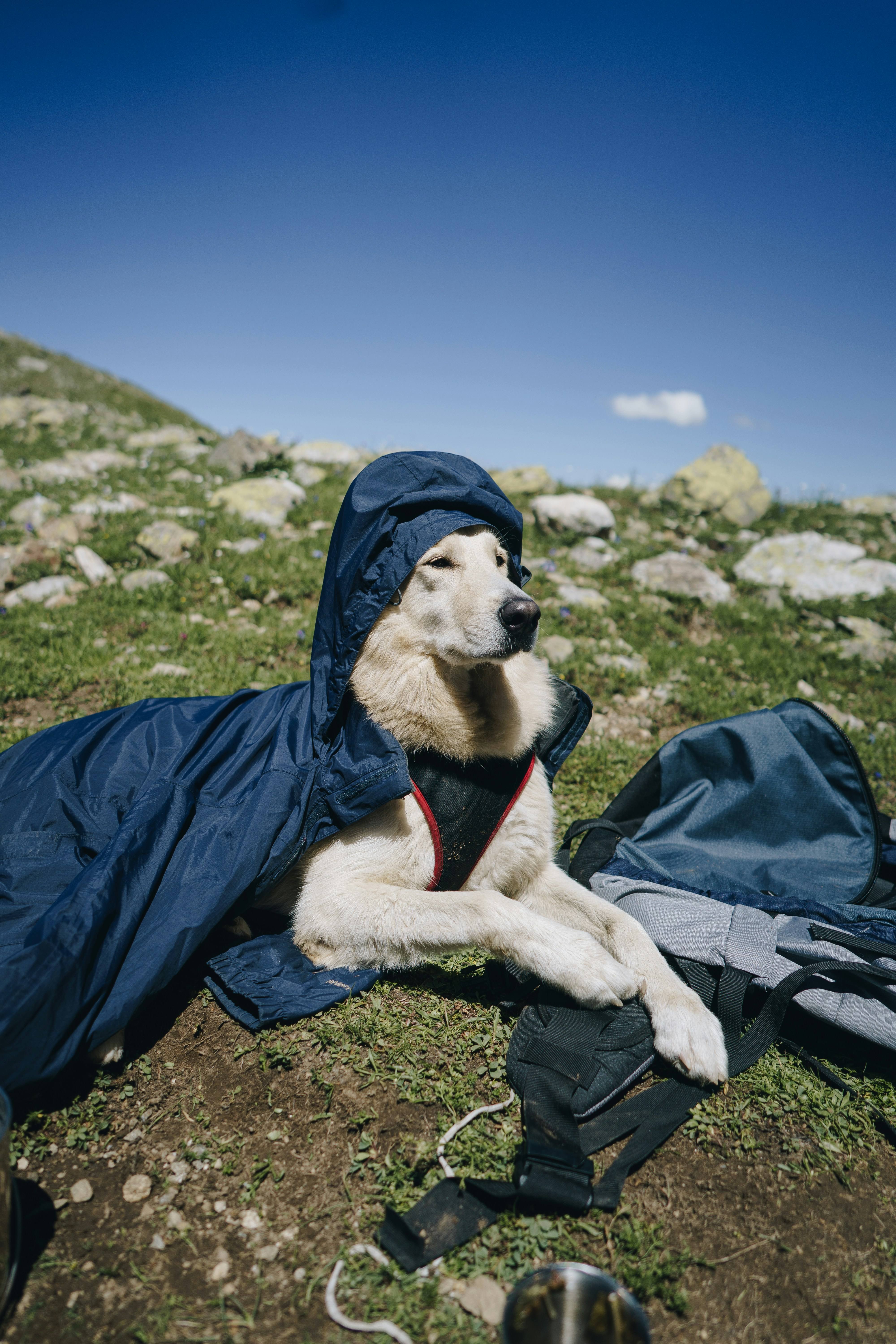 Dog with EU Pet Passport